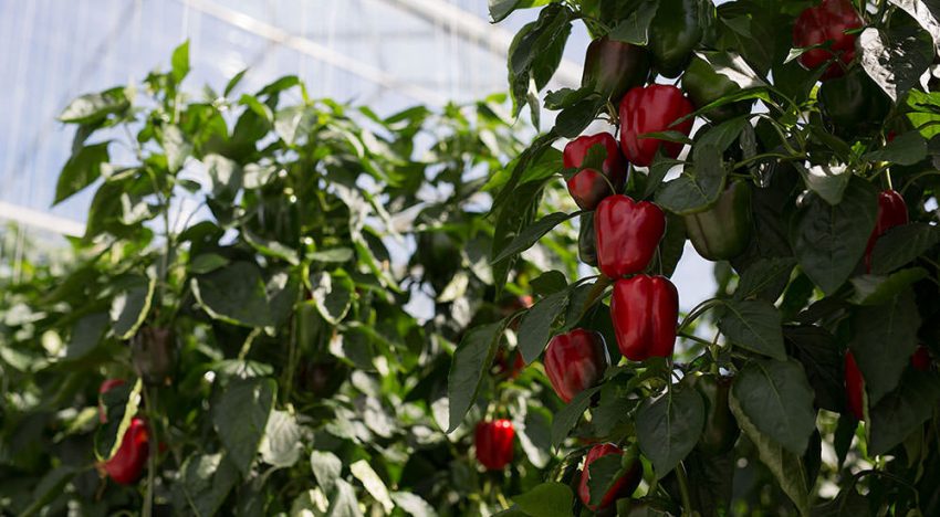 Sweet bell peppers in Dutch greenhouse