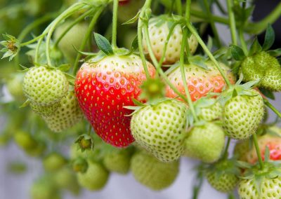 Manufacturers and horticultural suppliers alike have been expressing increasing interest in the development and market for plant strengtheners.