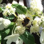 Bees and bumblebees useful for crop protection as well as pollinating