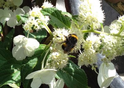 Bees and bumblebees useful for crop protection as well as pollinating