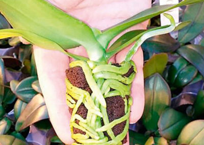 Plugs and trays replace containers and lead to more uniform plants