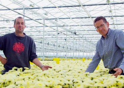 Chrysanthemum nursery ends up being guinea pig for diffuse glass