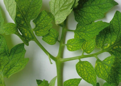 Iron is essential for photosynthesis and respiration