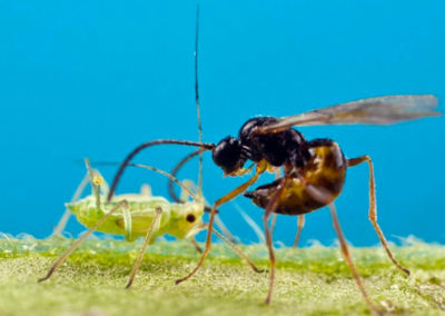 Taking natural crop protection against aphids to a higher level