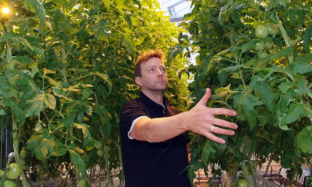 Deel van legpuzzel bodemweerbaarheid ingevuld Houtachtig compost perspectiefvol tegen aaltjes in de biotuinbouw