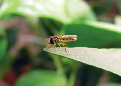 Biobest develops new weapon in the war against aphids