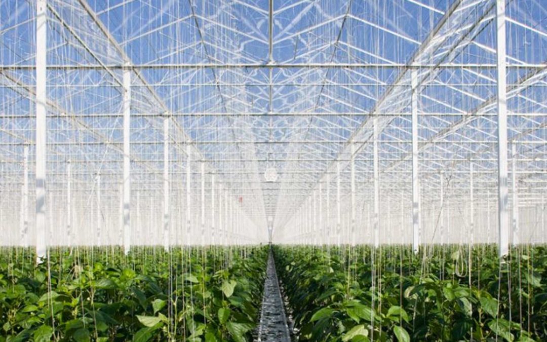 BOM Group is building 18 hectares of greenhouses for 4Evergreen