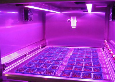 The Dutch grower Koppert Cress aims to start growing micro-vegetables aboard Holland America Line’s new cruise ship, the MS Koningsdam.