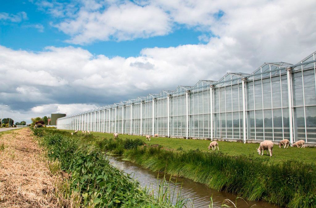 Belgian greenhouse horticulturists study Dutch geothermal wells