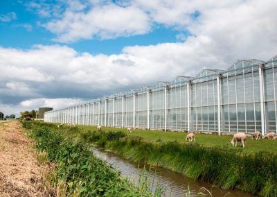Belgian greenhouse horticulturists visited a geothermal well and a cluster of horticulture firms in the Dutch province of IJsselmuiden.