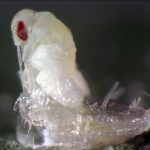 Koppert Biological Systems is introducing videos featuring the most prevalent pests and their natural enemies in the lead roles.