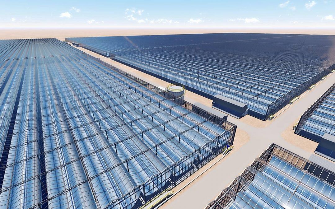 Kubo to build 190 hectares of solar greenhouses in Oman