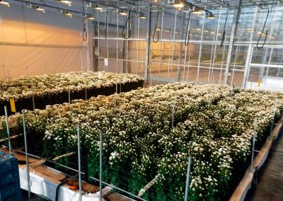 This is the fourth time that trial station Proeftuin Zwaagdijk successfully concluded a trial investigating the hydroponic culture of chrysanthemums.
