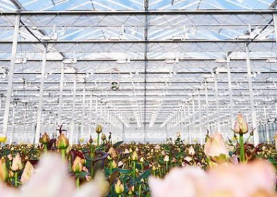 With the introduction of the new Harmony climate screens, Svensson proclaims to have taken diffused light to the next level.