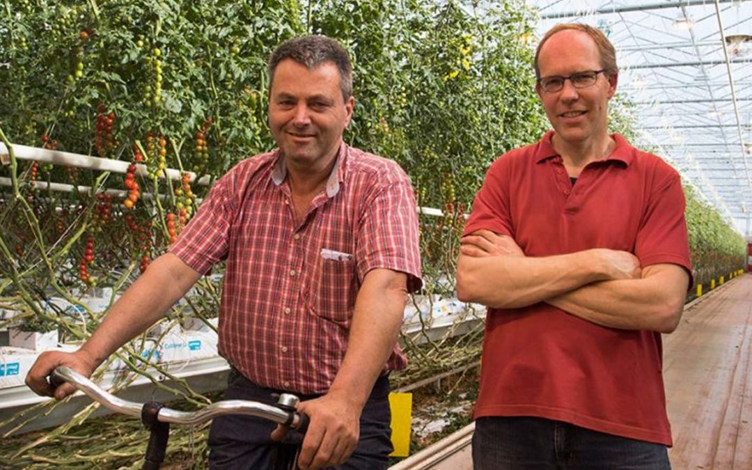 ‘Good plant balance ensures lower plant burden and faster ripening’