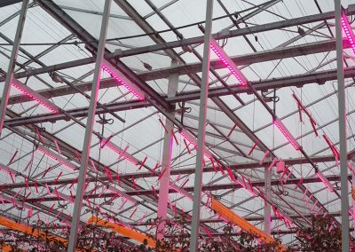 LED lighting allows energy consumption to be reduced in the cultivation of tomatoes with assimilation lighting: energy consumption can be cut in half.