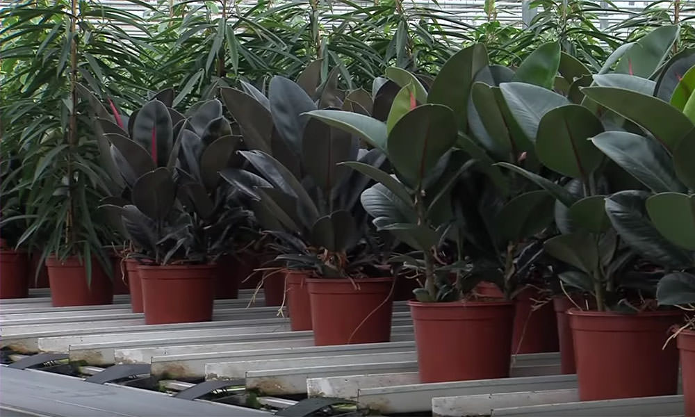 Ficus grower experiments with sustainable pot made from fungus