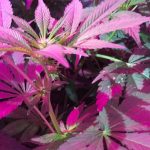 Medicinal cannabis grows well under LED lighting