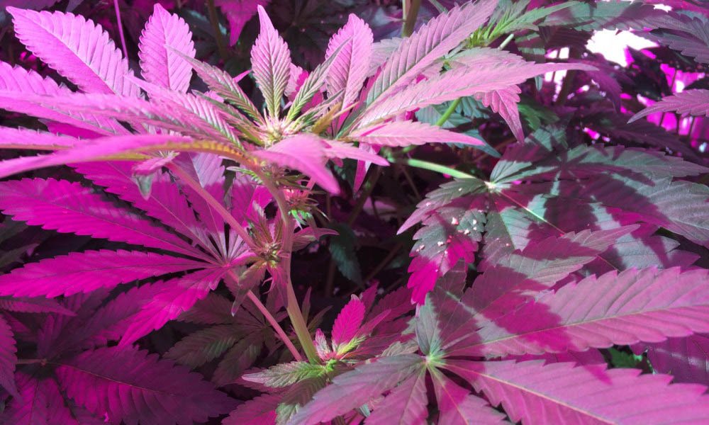 Seedo geautomatiseerde cannabisteelt