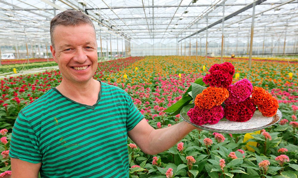 Celosiateler Gert-Jan Klop uit Brakel.