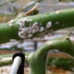 Difficult to control mealybug gains ground in vegetable production