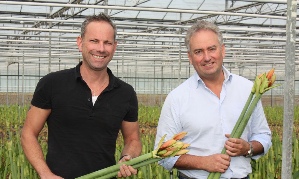 Wilfred en Jack Janssen van kwekerij Beaumonde hebben 2,4 ha met amaryllis, verdeeld over twee locaties. Ze streven naar vernieuwing.