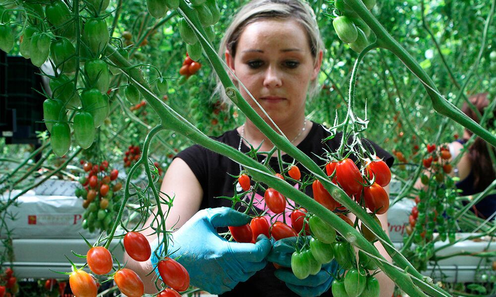 In veel Noord-Europese landen is of lijkt het mogelijk om lokaal geteelde tomaten voor een hogere prijs te verkopen dan geïmporteerde tomaten uit Nederland.
