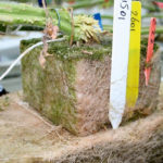 Only a systematic approach can limit excessive root growth