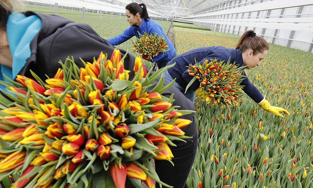 De tulpenproductie in Nederland bereikte dit jaar een record met 2 miljard tulpen