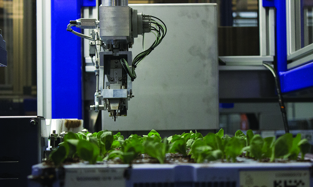 De ISO Cutting Planter 2500, een gerobotiseerde steksteker van ISO Group, haalt steksteeksnelheden van meer dan 2.500 stekjes per uur..