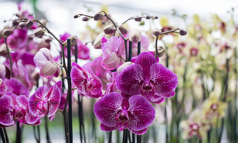 phalaenopsis orchidee