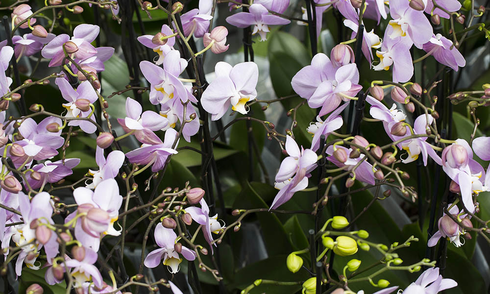 Phalaenopsis orchidee in kas Ter Laak Orchids