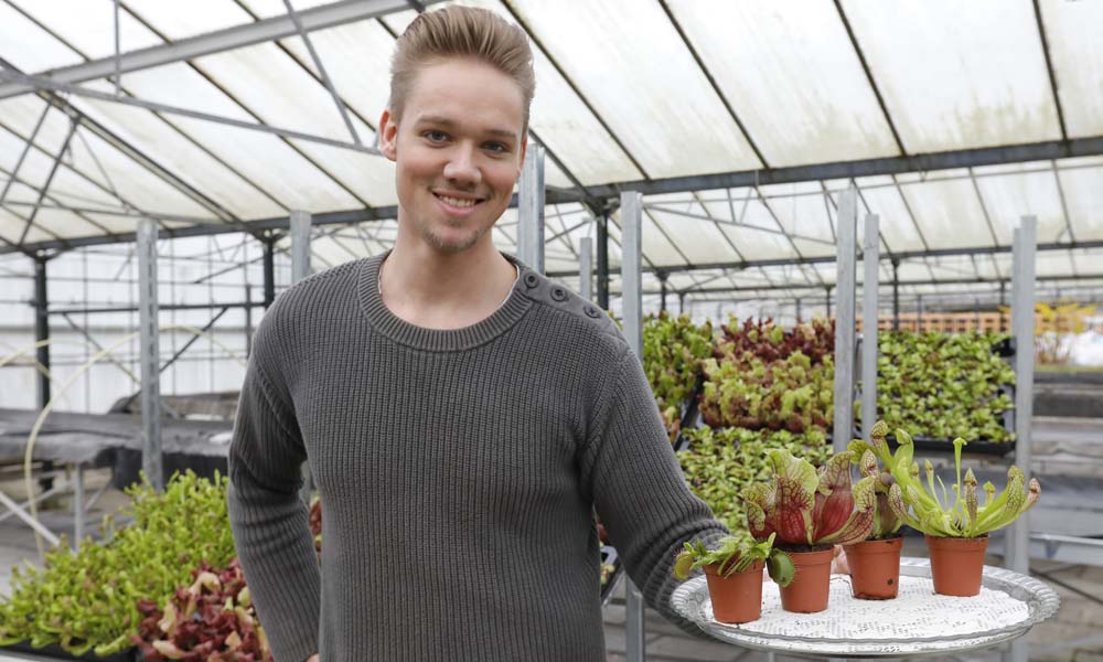 Plantenteler Chris van der Velden uit Bleiswijk: ‘Het blijkt een wondermiddel tegen muggen’
