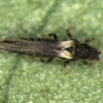 Scientists have been taking another close look at how to control this thrips with a range of species of predatory mites and bugs.