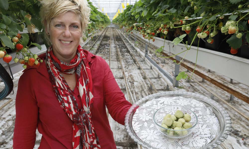 Voor de zelf vermarkte ‘lekkerste aardbeien van Nederland’ komen de klanten zelfs uit Scandinavië.