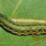 Spodoptera exigua caterpillar on a leaf