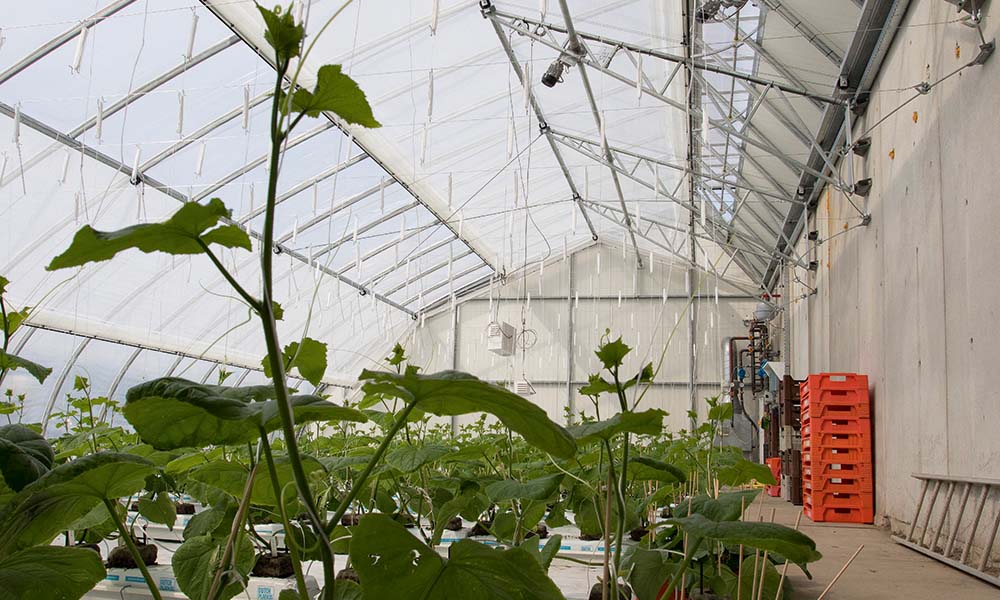 Good start to cucumber cultivation in Chinese Solar Greenhouse