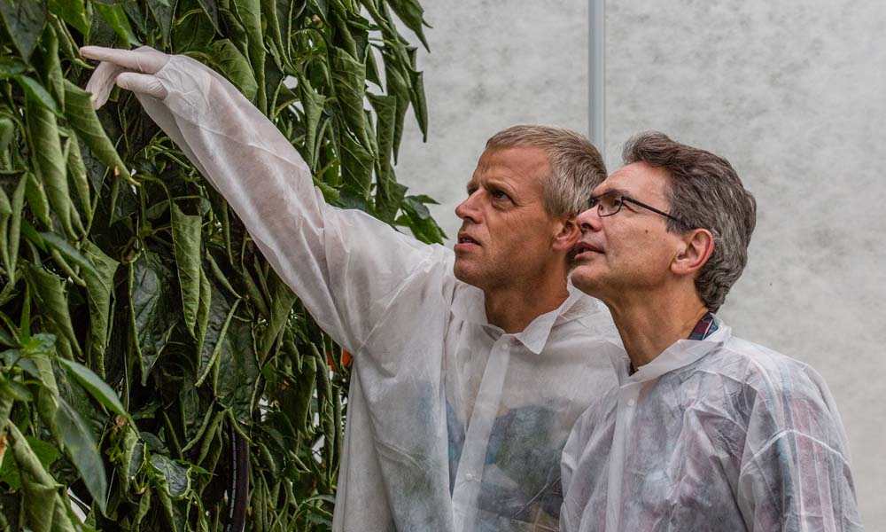 Researchers are working on a nutritional regime in which the amount of feed and water given to the plants gradually decreases towards the end of cultivation