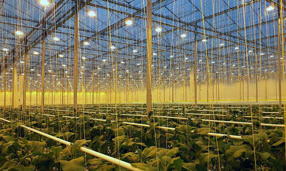 Dutch aubergines under lighting in greenhouse.