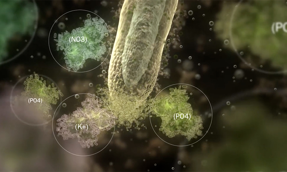 Soil is a living organism is the title of a new 12-minute explanatory video by Plant Health Cure