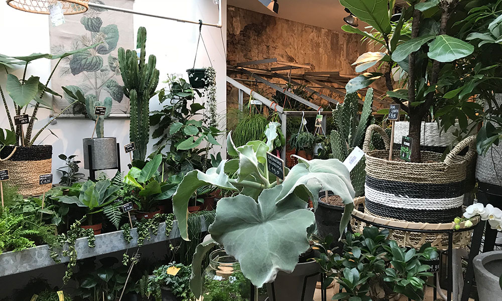 Groene Planten