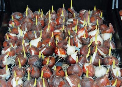 The Greenhouse Horticulture and Bulbs, Trees and Fruit business units are launching an Evergreen project to carry out research into bulb production