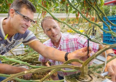 Dosing smaller amounts more often may improve the root environment, get the water and fertilisers circulating faster and reduce the risk of blockages.