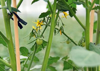 We still know too little about flowering which is sometimes difficult when working with new crops. A lot of research has been carried out