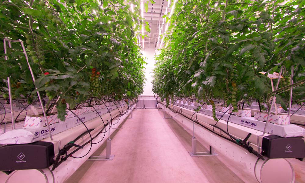 First ‘daylight-less’ crops are being grown at the Certhon Innovation Centre