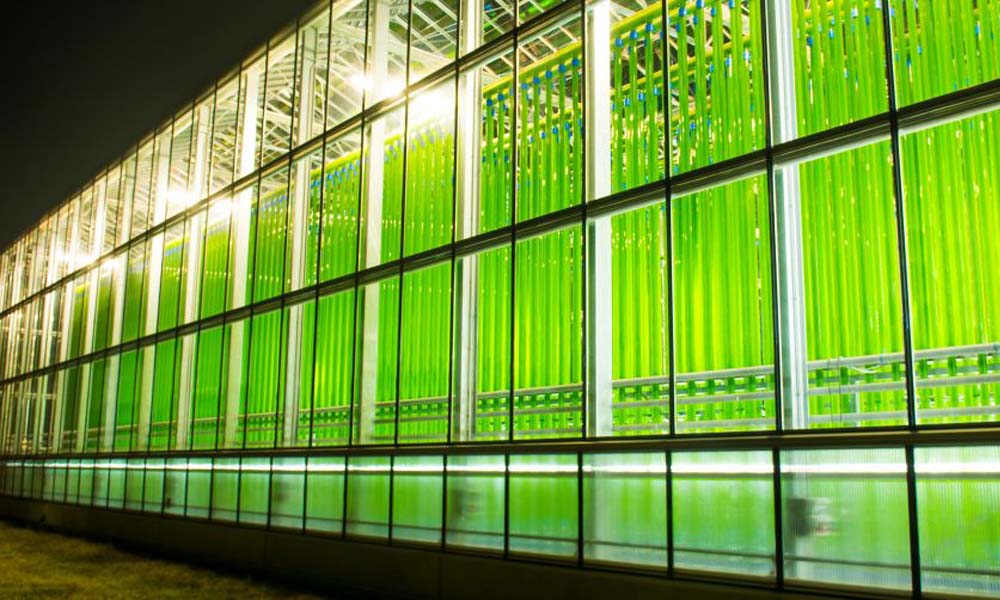 Eparella opens one of world’s biggest algae greenhouses in Austria
