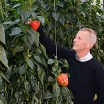 Wim Voogt: “We haven’t seen any negative impacts of high sodium concentrations in sweet pepper.”