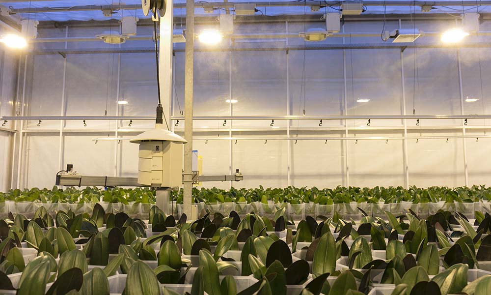 In the Ter Laak Orchids trial greenhouses, the researchers compare the quality of the varieties Sacramento, Donau, Jewel and Las Palmas grown with standard lighting and a dimming treatment.