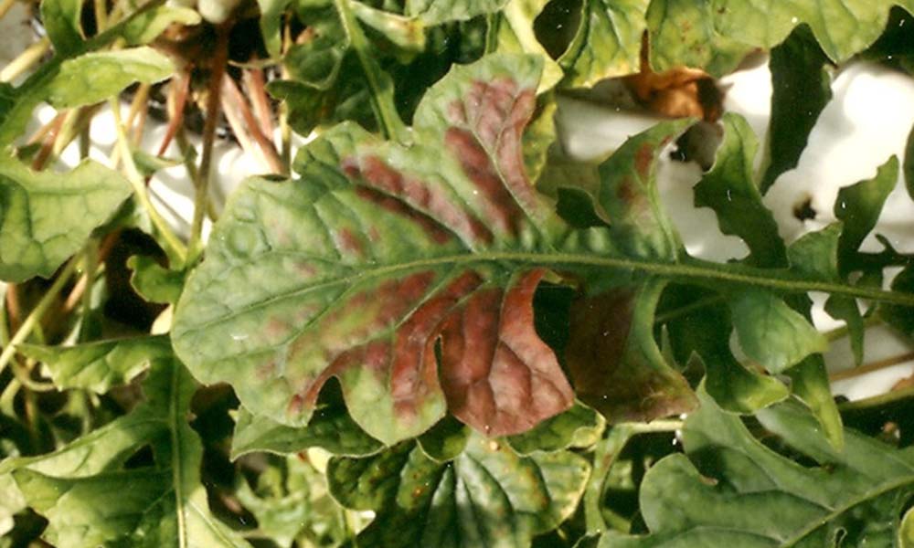 Magnesium deficiency in gerbera appears as red discolouration.