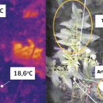 A thermal camera took an image of the tomato crop every ten minutes over a six-week period.